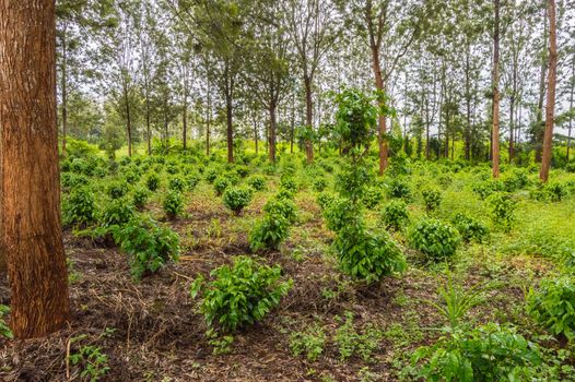 Young coffee plantations between rows of Thika trees in central Kenya