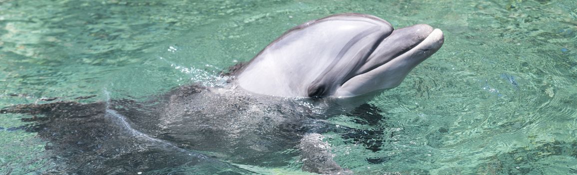 Dolphin swimming in the in red sea of Israel near the city off Eilat