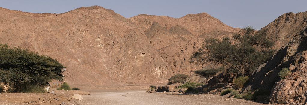  green trees in the desert of south israel near the red canion