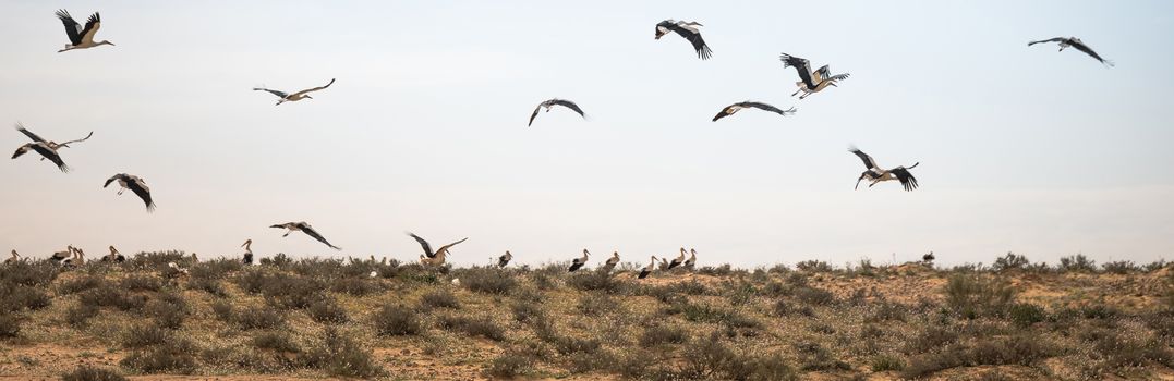 Israel, Negev, a flock of migrating storks fly over a cultivated field. Birds are a major pest to farmers