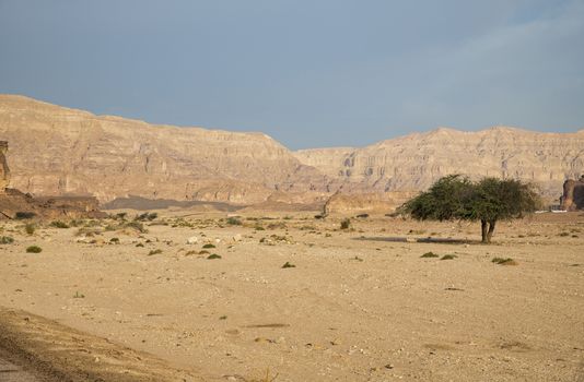 green treein the timna national park with rocks and sand in south israel