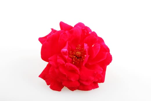 Blooming Red Rose Isolated On White Background 