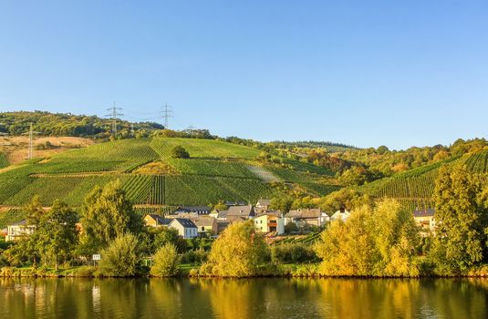 The vineyards along the river Moselle, Germany. Autumn