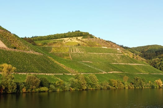 The vineyards along the river Moselle