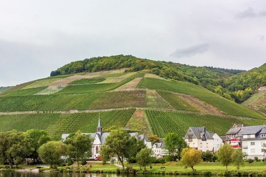 The banks of the Moselle river with vineyard and small town,Germany