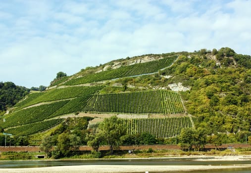 The vineyards along the Rhine Valley