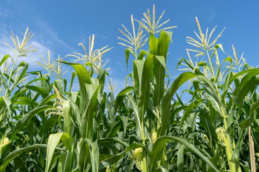 Corn field plantation in sunny day with blue sky.