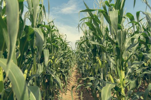 Corn field plantation in sunny day with blue sky, de-tone.