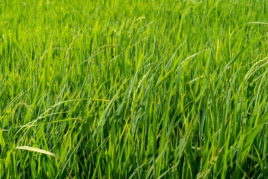 Paddy rice fields background.