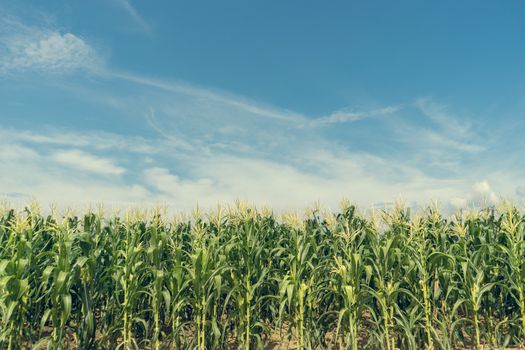 Corn field plantation in sunny day with blue sky, de-tone.