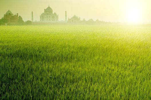 Paddy rice fields with Taj Mahal as background in sunrise.