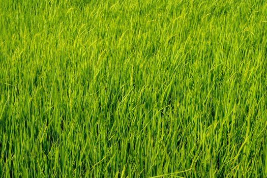 Paddy rice fields background.