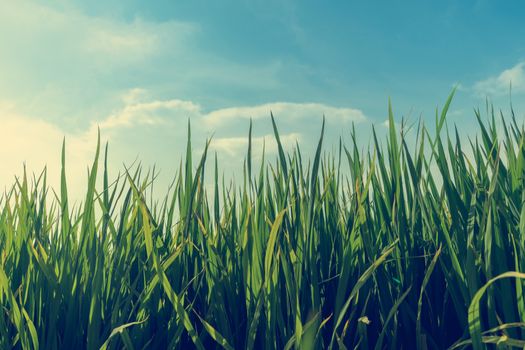 Paddy rice fields and sky background.