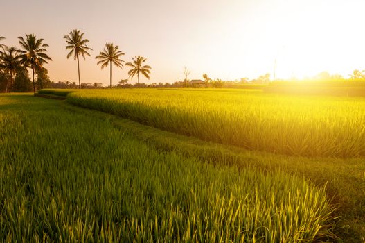 Paddy rice field in early stage at Bali, Indonesia. Coconut tree at background in sunset.