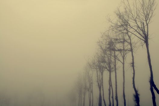 Dried tree standing in the mist