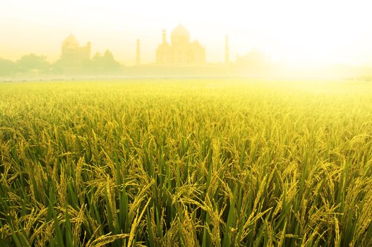 Paddy rice fields with Taj Mahal as background in sunrise.