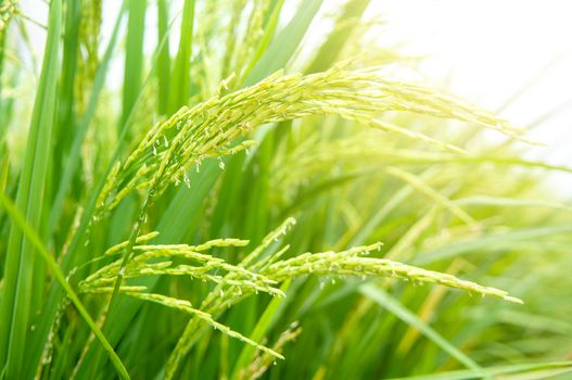 Close up paddy rice plant.