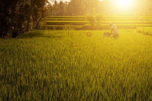 Terrace paddy rice fields in evening sunset, Bali, Indonesia. 