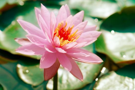 Beautiful pink lotus flower and leaves in pond. 