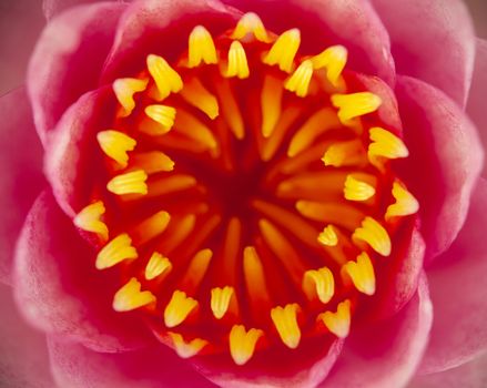 Close up pink lotus flower head.