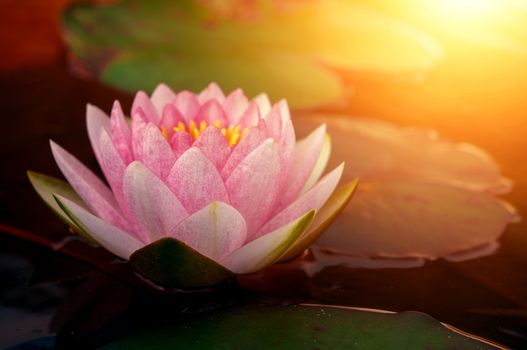 Beautiful pink lotus flower and leaves with sun light in pond. 