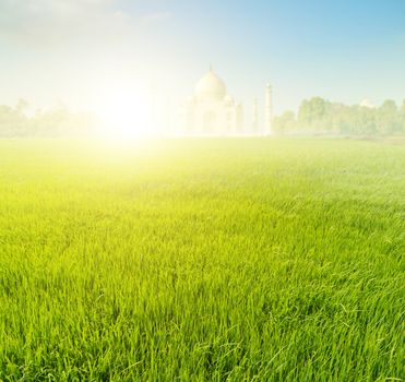 Paddy rice fields with Taj Mahal as background in sunrise.