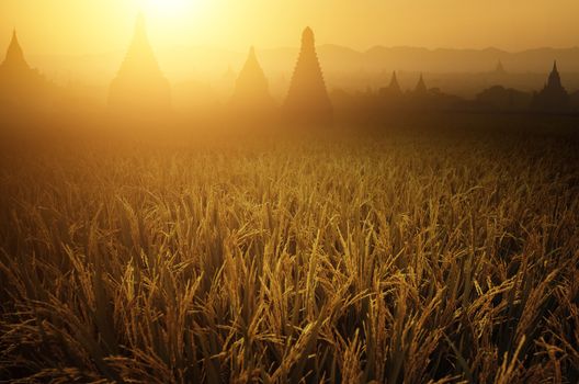 Paddy rice fields in sunrise, Bagan temple as background.