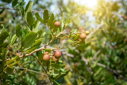 Longan fruit hanging on the tree.