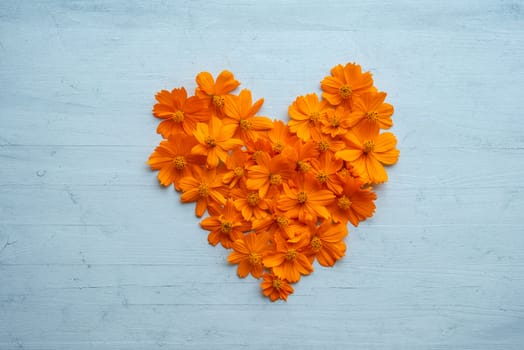 Orange cosmos flowers forming a heart shape on blue wooden background.