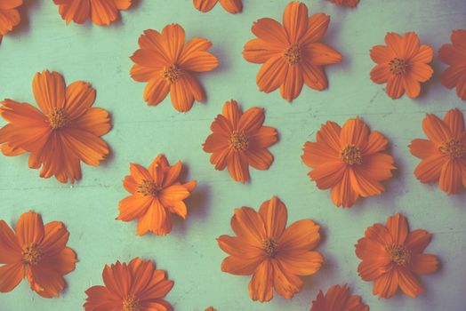 Orange cosmos flower wallpaper background.