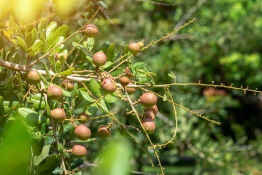 Longan fruit hanging on the tree.