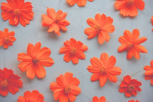Orange cosmos flower wallpaper background.