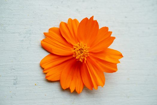 Orange cosmos flower on blue wooden background.