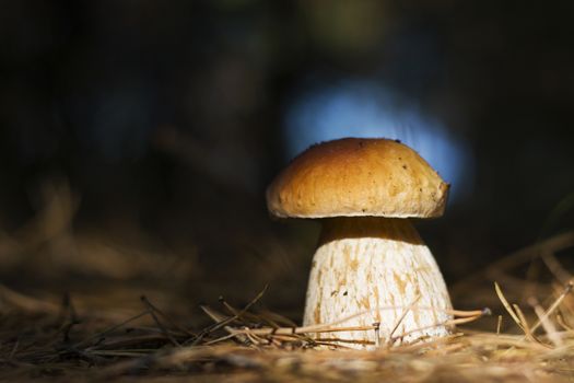 Cep mushroom shining in sun rays, dark forest on background. Boletus grow in darkness wood. Beautiful edible autumn big raw bolete
