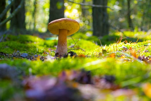 Large summer cep mushroom growing and shining in sun rays forest. Boletus grow in sunny wood. Beautiful edible autumn big raw bolete