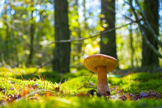 Large summer cep mushroom growing and shining in sun rays wood. Boletus grow in sunny forest. Beautiful edible autumn big raw bolete