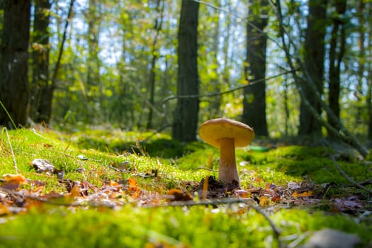Summer cep mushroom growing in sun rays forest. Boletus grow in sunny wood. Beautiful edible autumn big raw bolete