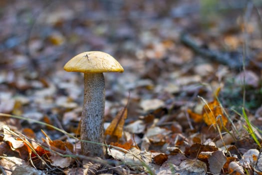 Leccinum mushroom growing in forest foliage. Orange cap boletus grow in wood. Beautiful edible autumn bolete