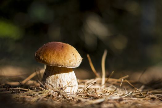 Cep mushroom shining in sun, dark forest on background. Boletus grow in darkness wood. Beautiful edible autumn big raw bolete