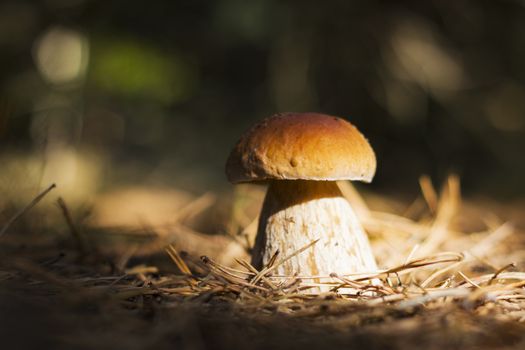 Cep mushroom growing in sun rays, dark forest on background. Boletus grow in darkness wood. Beautiful edible autumn big raw bolete