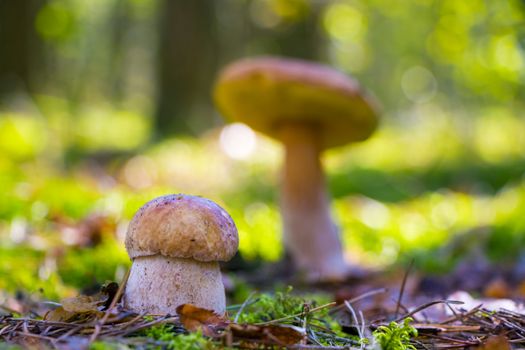 Small and large white cep mushrooms grow in sun rays forest. Boletus growing in sunny wood. Beautiful edible autumn big raw bolete