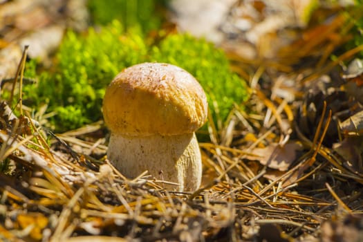 Small cep mushroom growing in sun rays forest moss. Boletus grow in sunny wood. Beautiful edible autumn raw bolete
