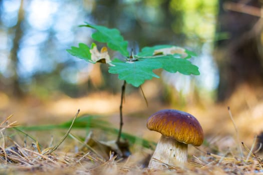 White cep mushroom growing under oak tree. Boletus grow in wood. Beautiful edible autumn big raw bolete