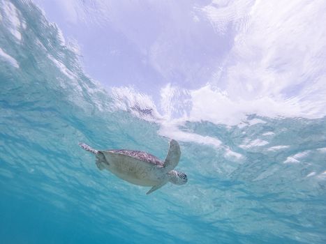 Sea turtle swimming freely in the blue ocean. Hawksbill sea turtle, Eretmochelys imbricata is endangered species.