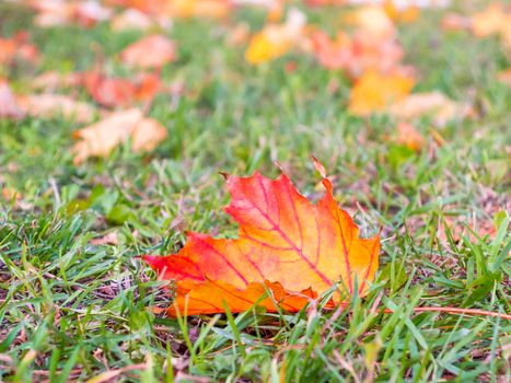 Orange autumn leaf on green grass close up. Autumn background.