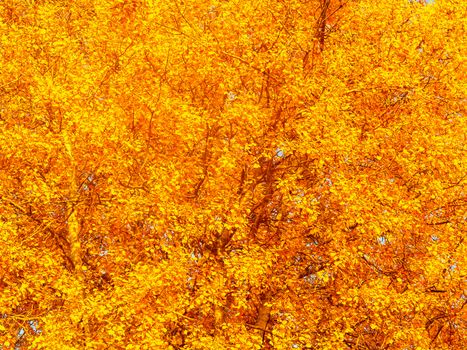 Autumn background - yellow-orange crown of tree, texture.