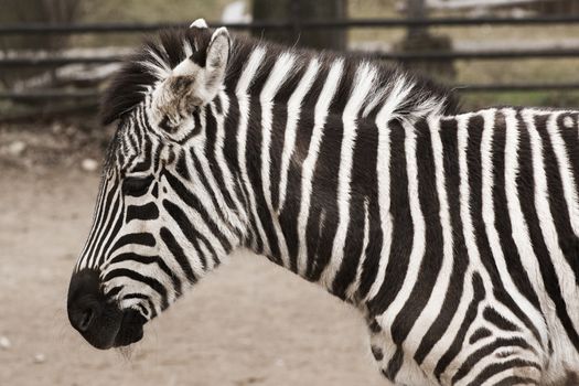 A zebra head and shoulders from the side with soft background, overcast day.