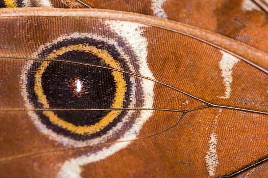 Macro closeup of butterfly wing texture background pattern.