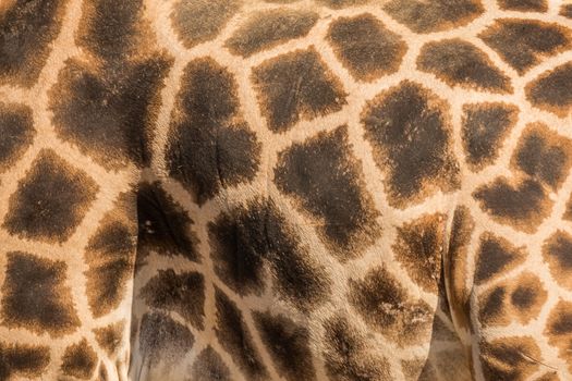 Leather skin of giraffe with light and dark brown spots.