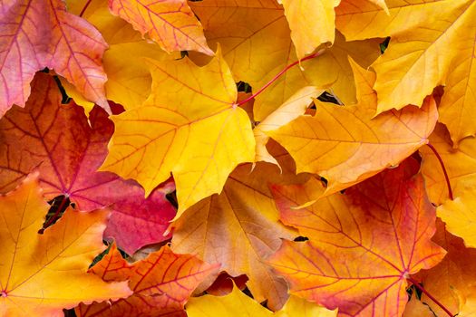 Colorful maple leaves, autumn background texture